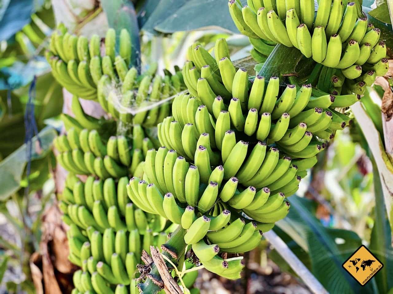 Bananenplantage Teneriffa Süd Finca Las Margaritas