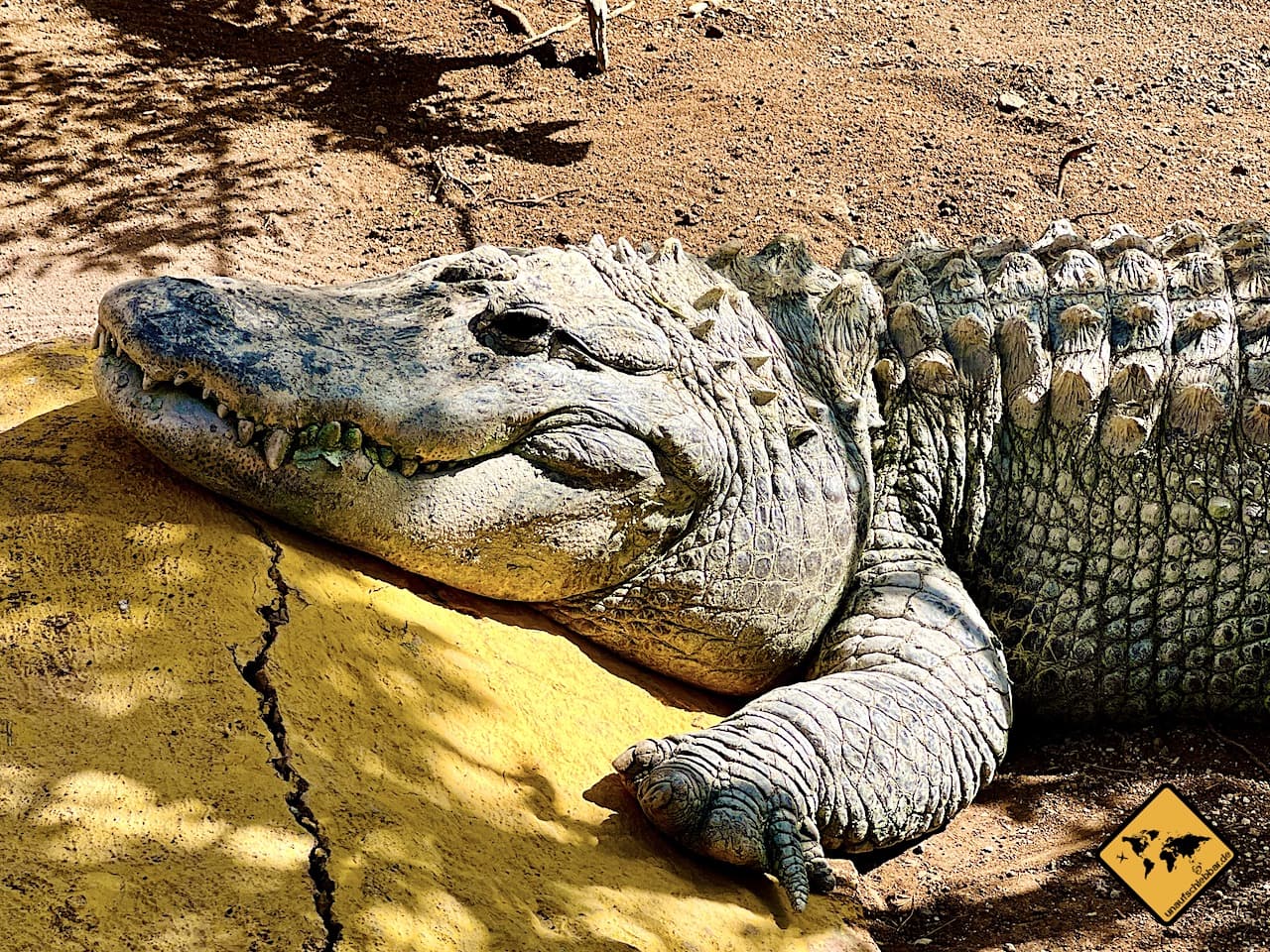 Cocodrilo Park Gran Canaria Agüimes Krokodil