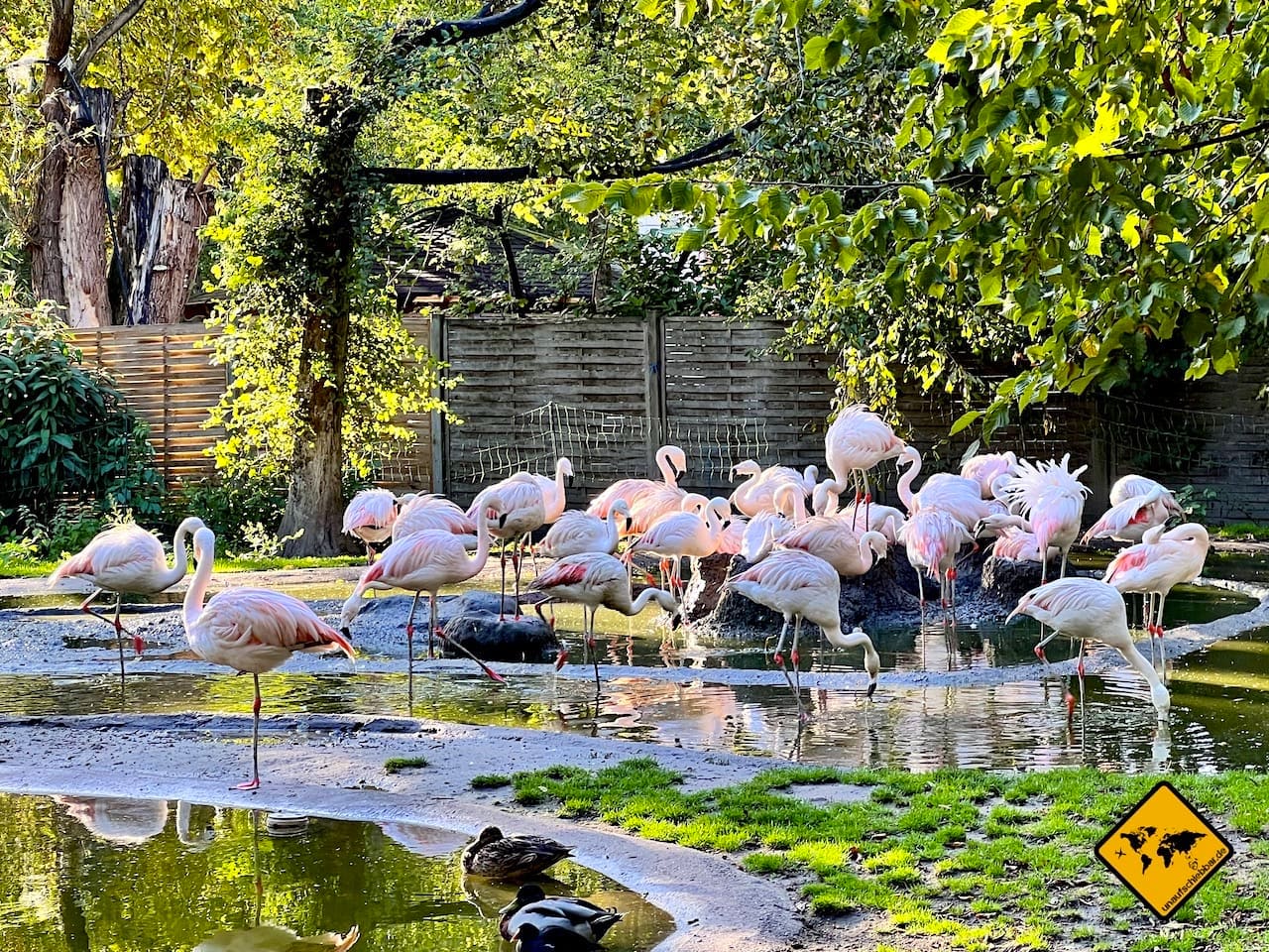 Münster Allwetter-Zoo Flamingos