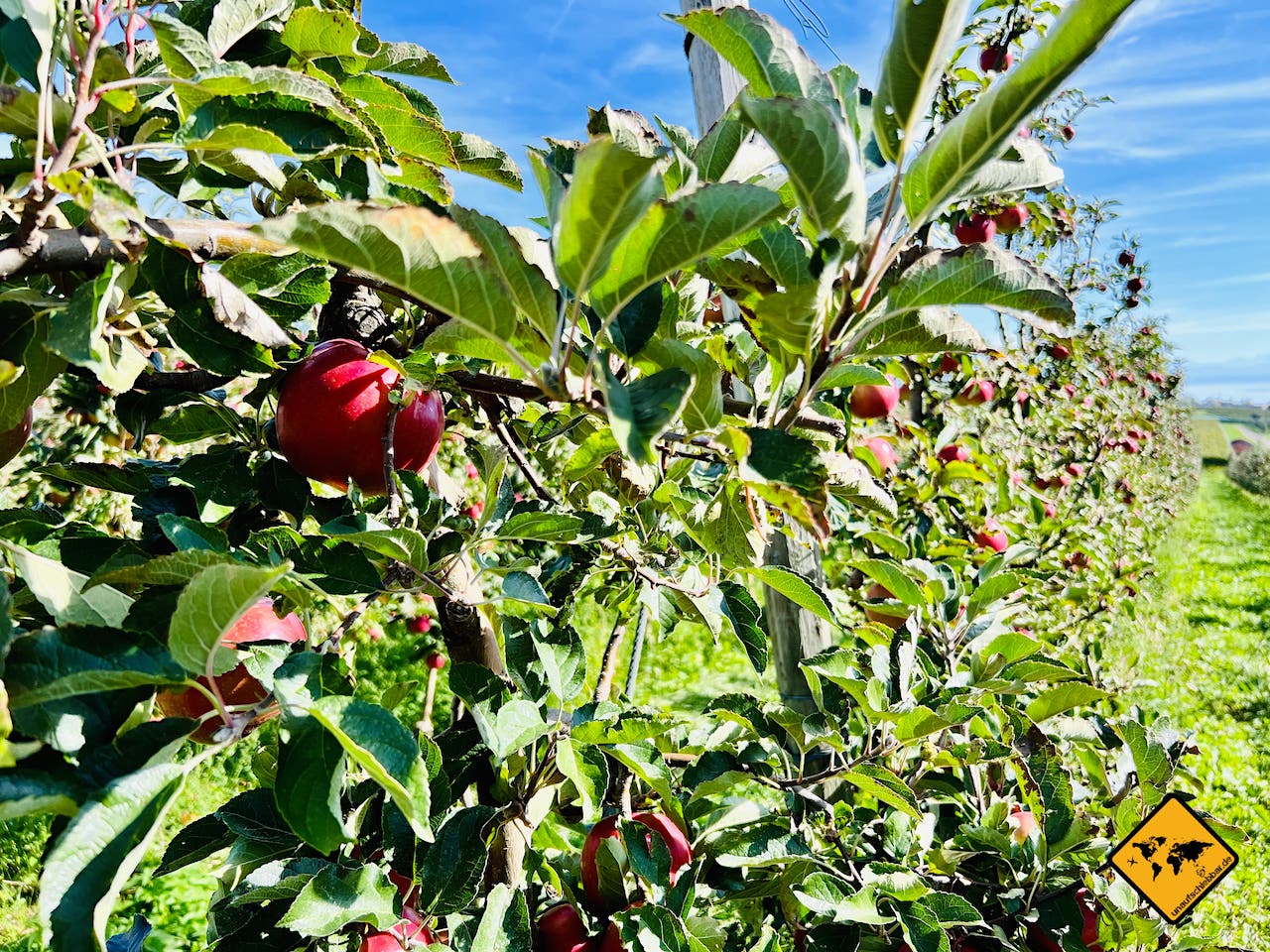 Apfelernte Bodensee Herbst