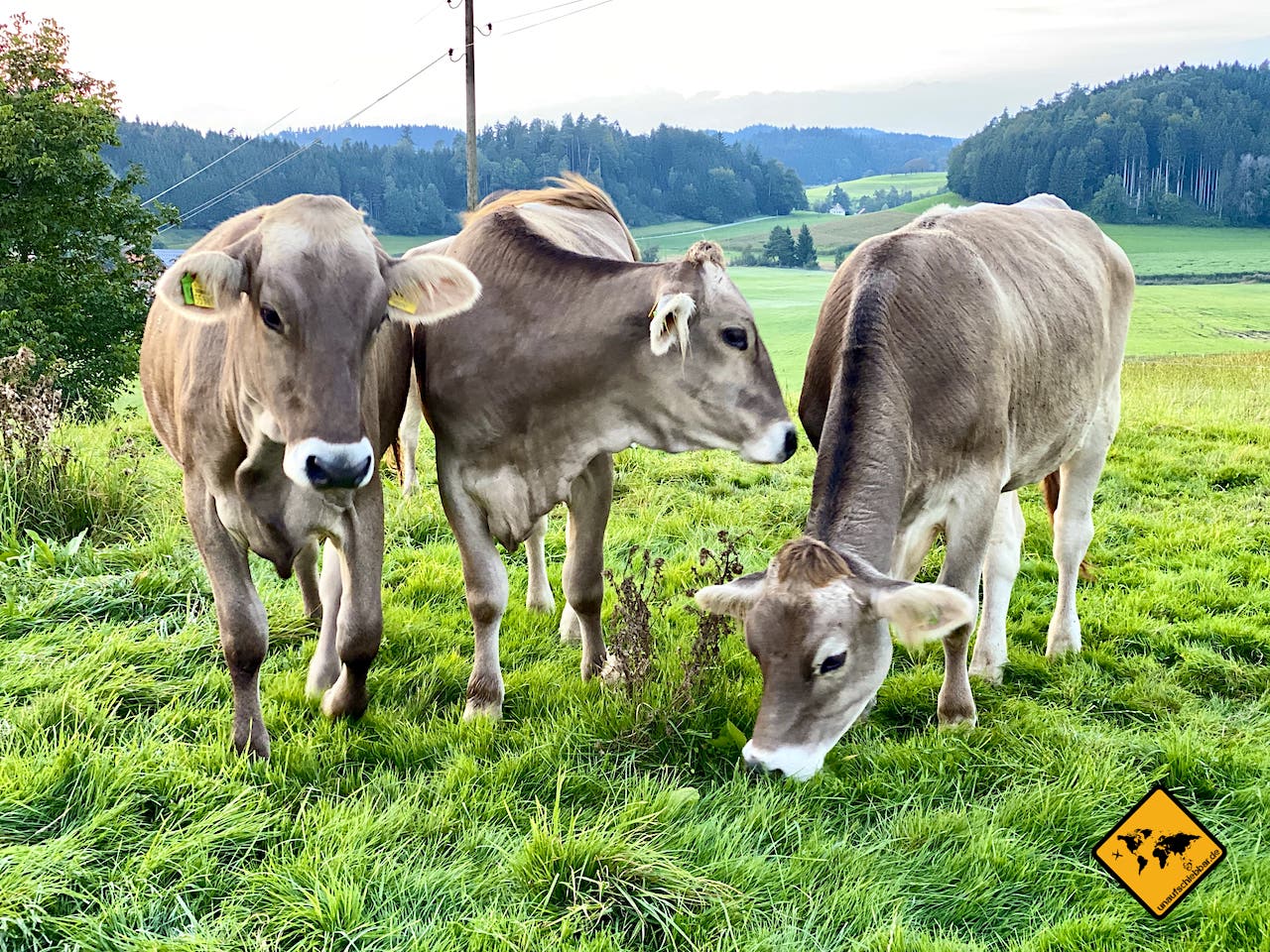 Bodensee Urlaub Bauernhof Kühe