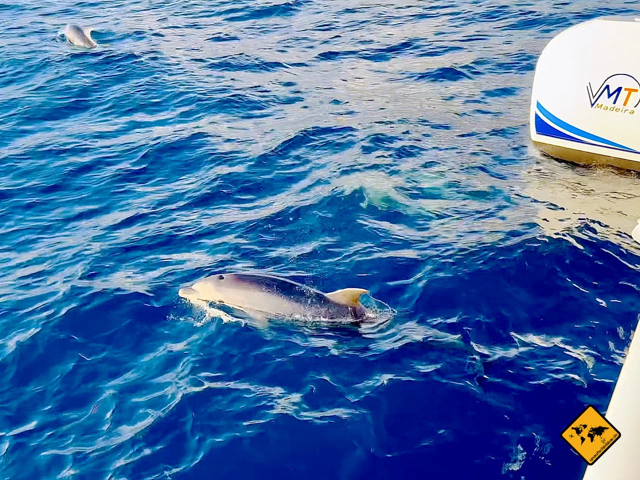 Madeira mit Kindern Delfintour