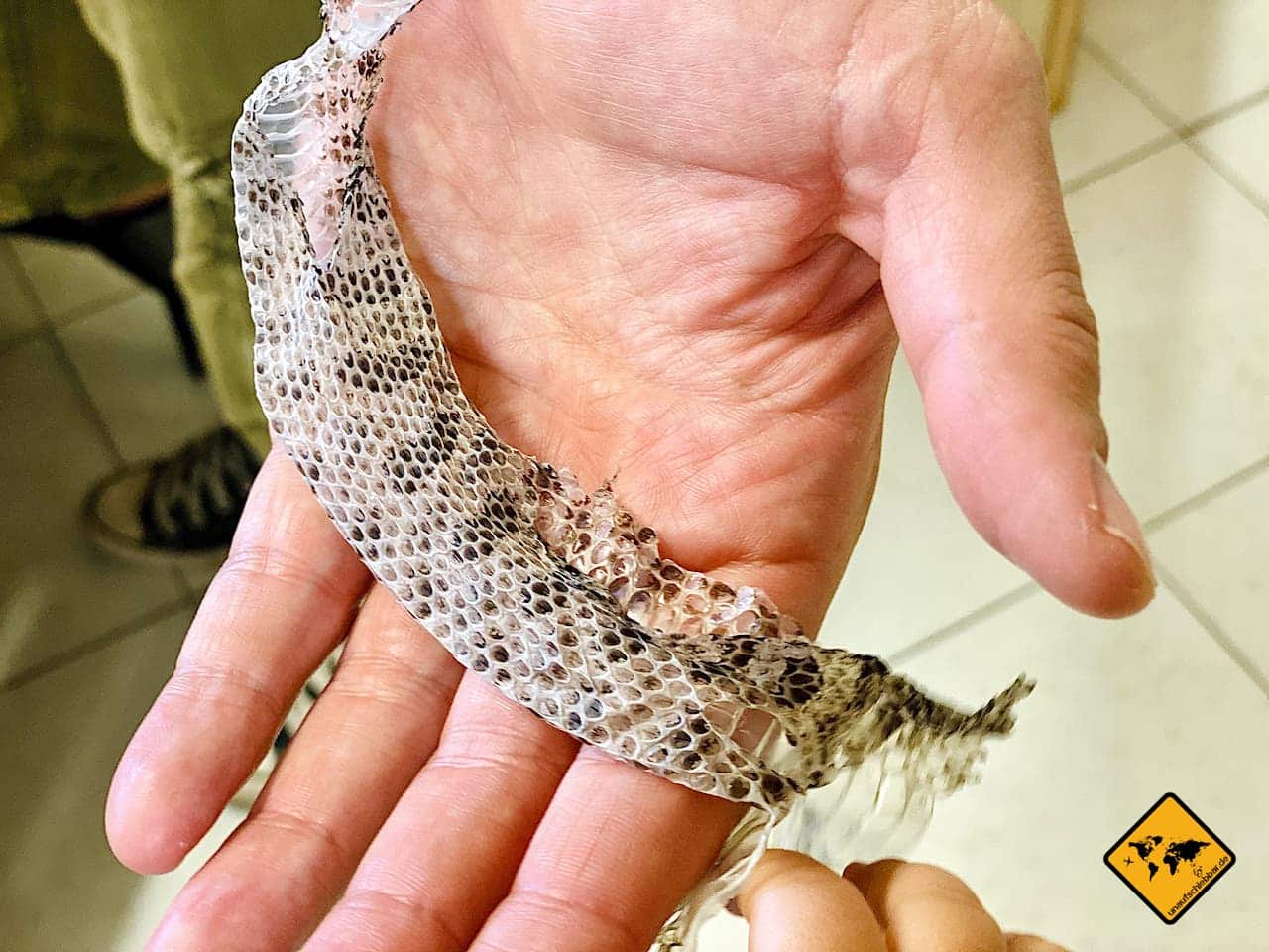 Schlangenhaut Reptilienhaus Unteruhldingen mit Kindern