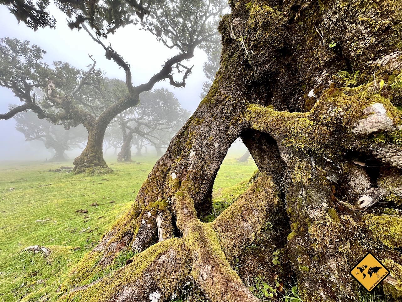 Madeira Sehenswürdigkeiten Feenwald Fanal