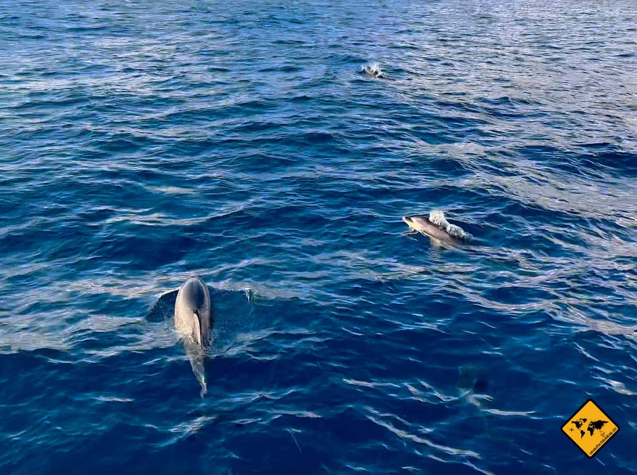 Madeira Delfine