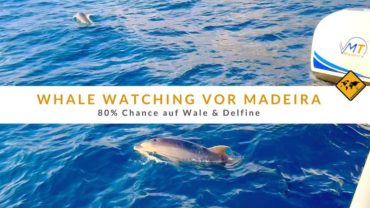 Whale Watching vor Madeira: 80% Chance auf Wale & Delfine