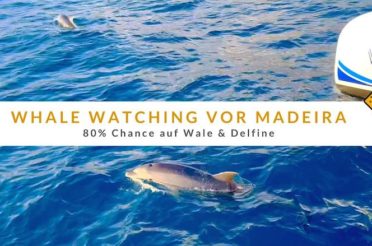 Whale Watching vor Madeira: 80% Chance auf Wale & Delfine