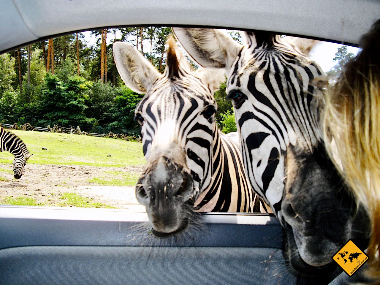 Was mit Kindern unternehmen Safari-Park Zebras