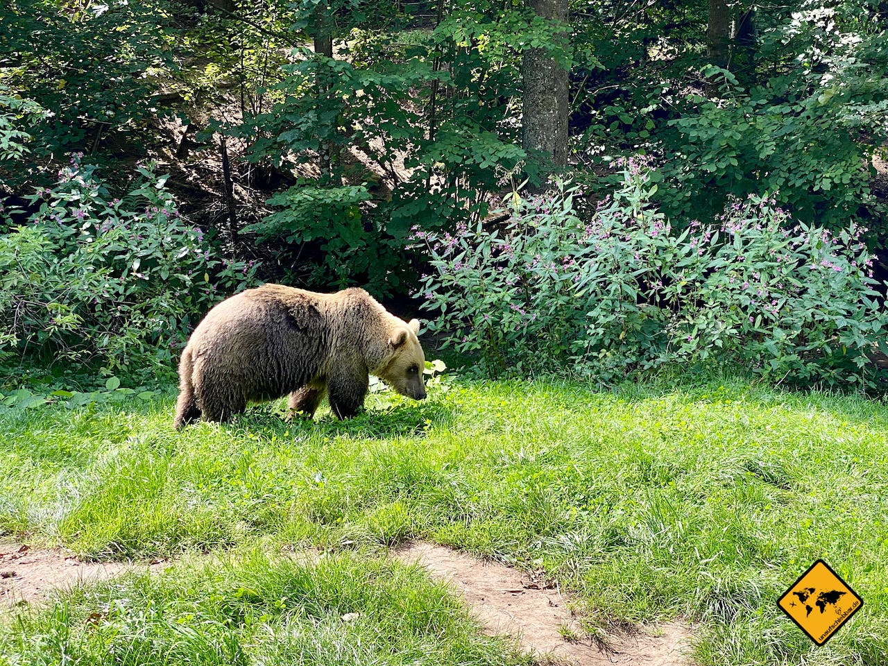 Bär Wildpark Deutschland