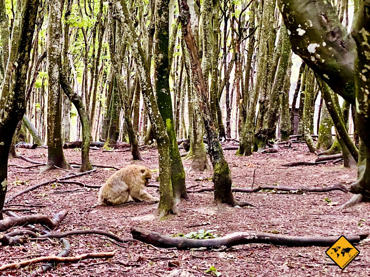 Berberaffe Wildpark Wald