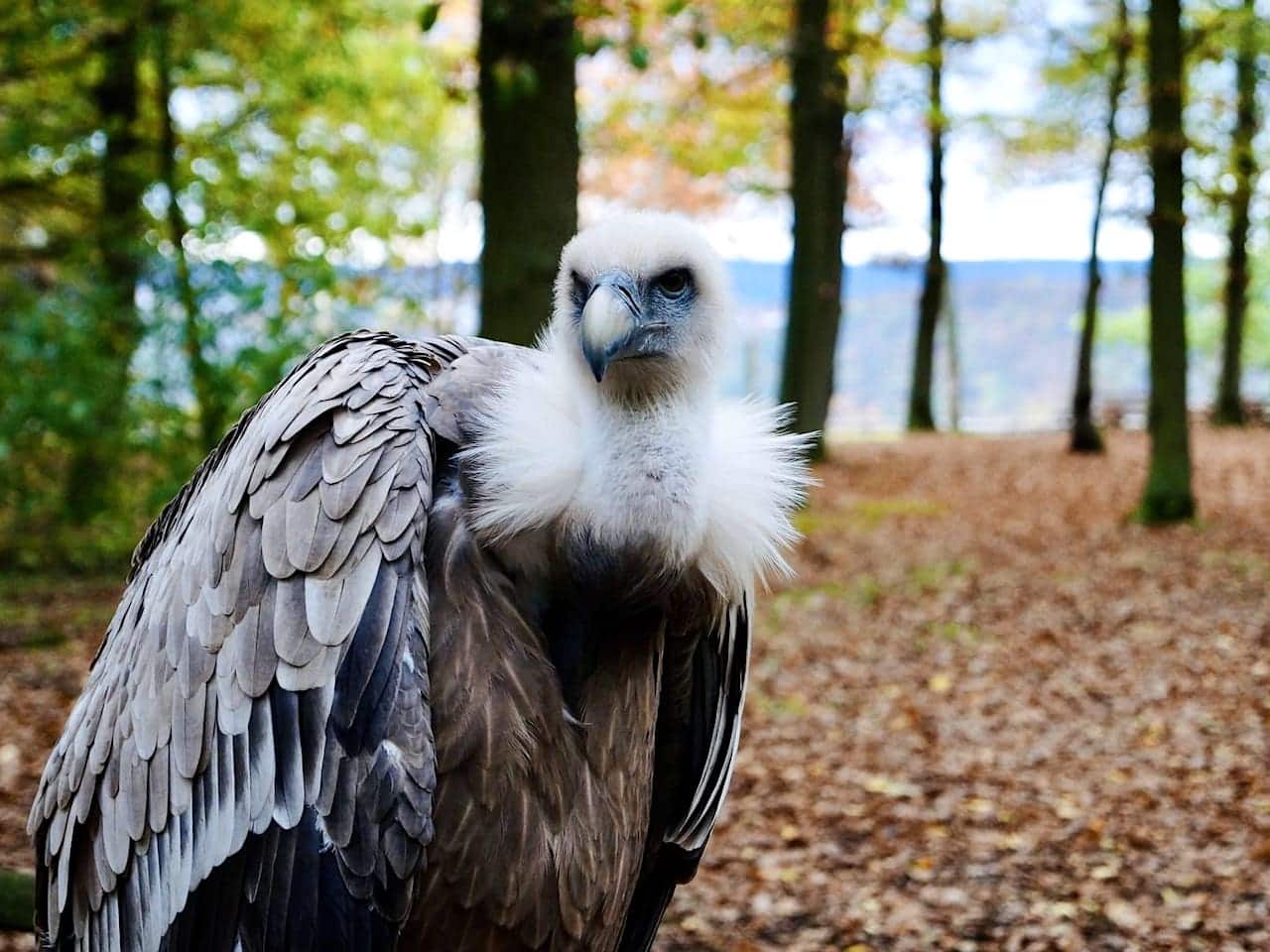 Geier Wildtierpark Edersee