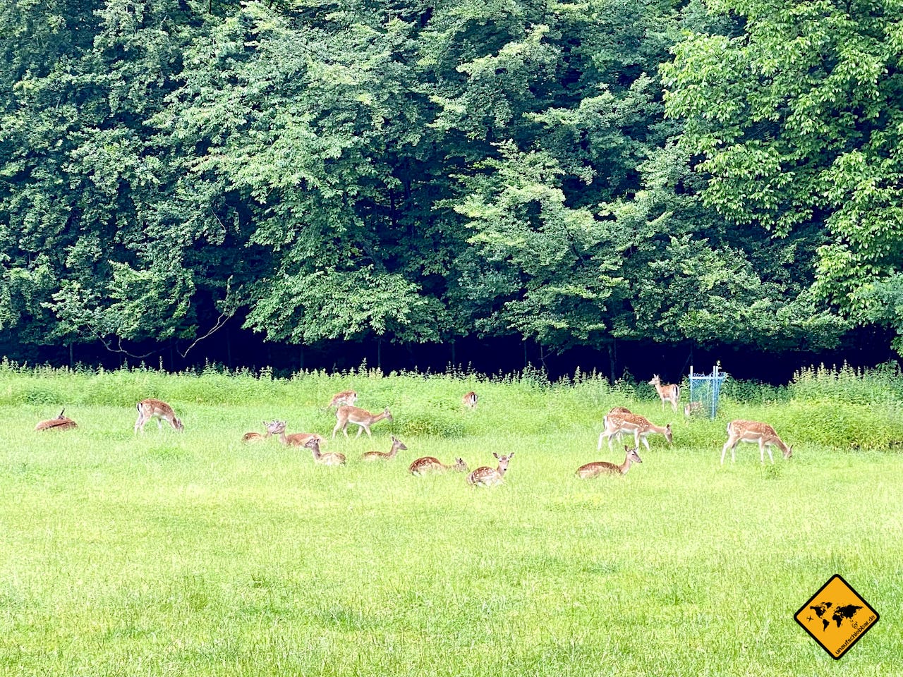 Rehe Wildparks großes Gehege