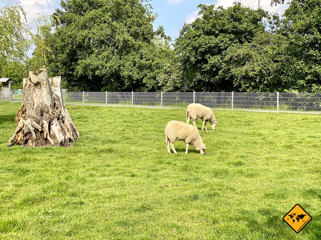 Schafe Haustierpark Werdum Deutschland