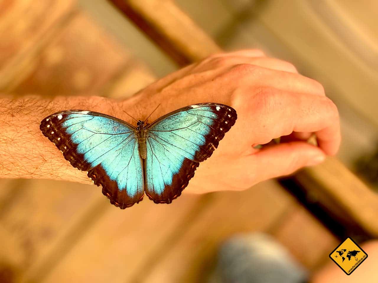 Schmetterling Hand