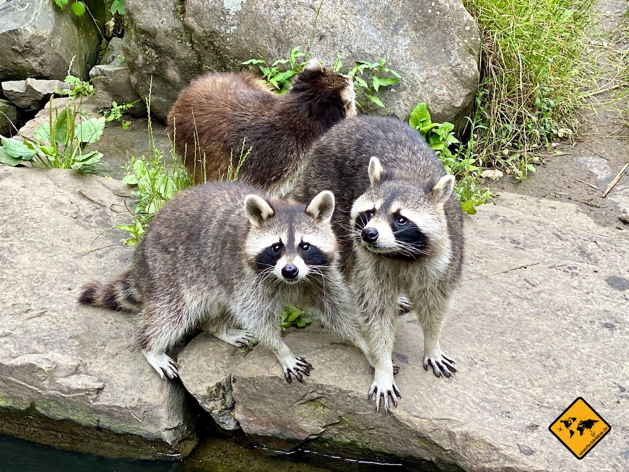 Waschbären Wildpark