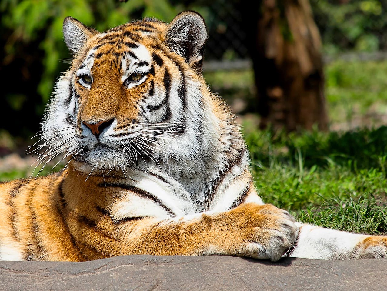 Wildpark Sibirischer Tiger