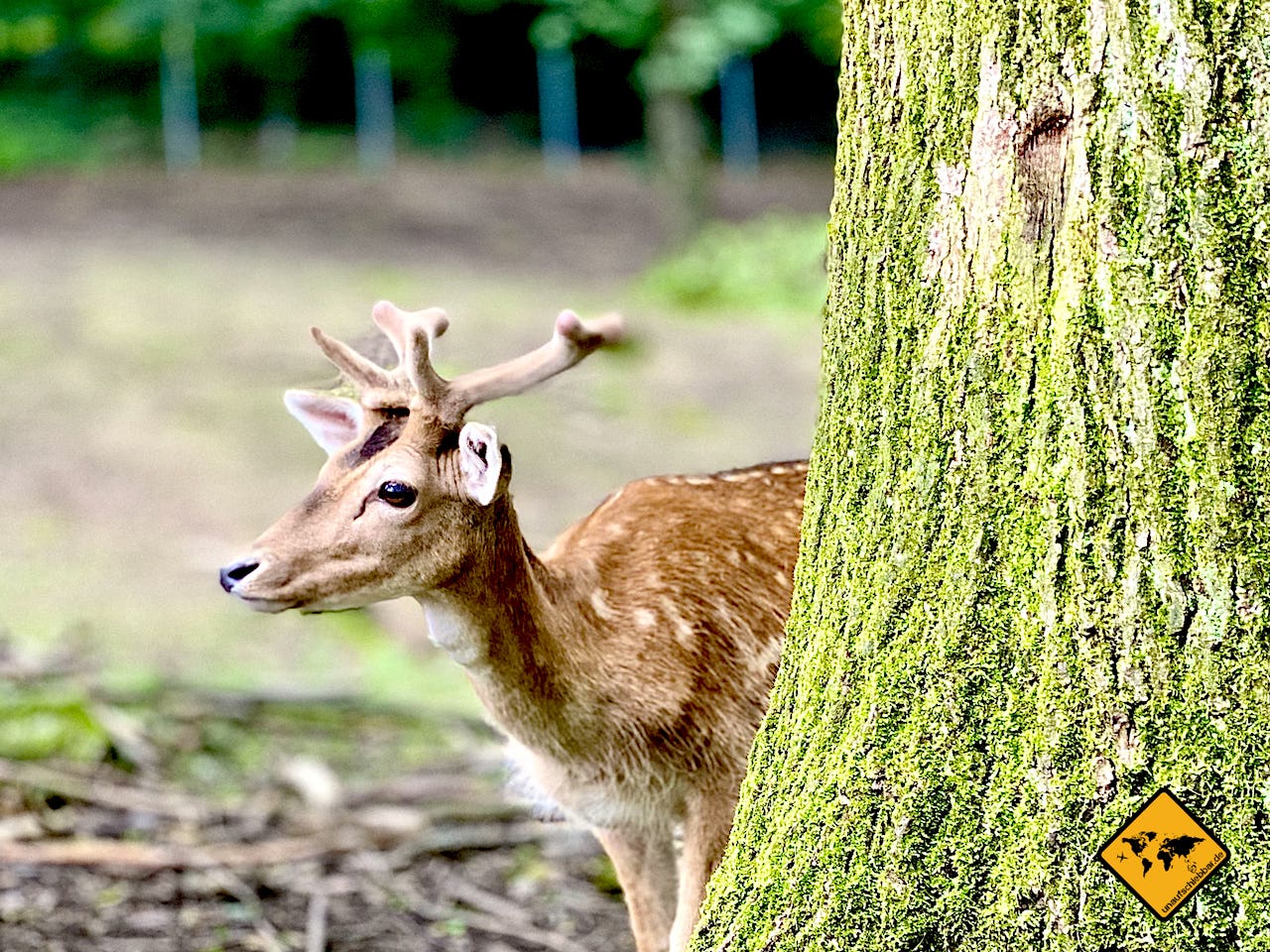 Wildparks Deutschland Hirsch