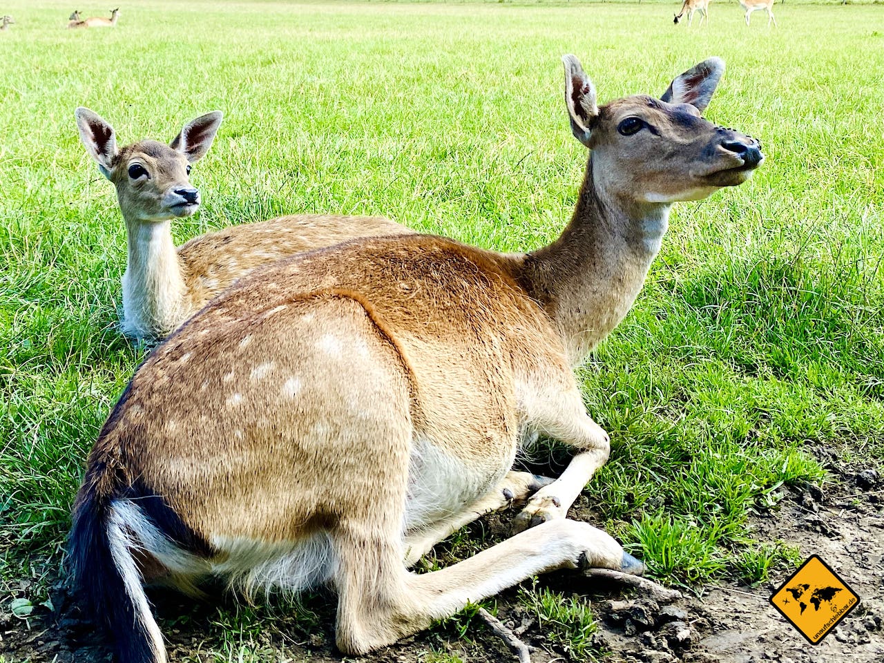 Wildparks Deutschland Rehe