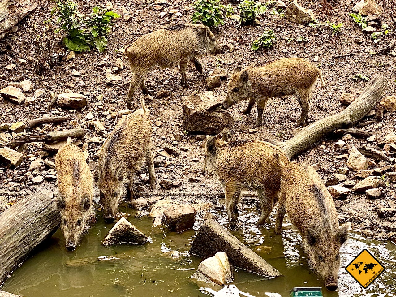 Wildschweine Wildgehege Moritzburg