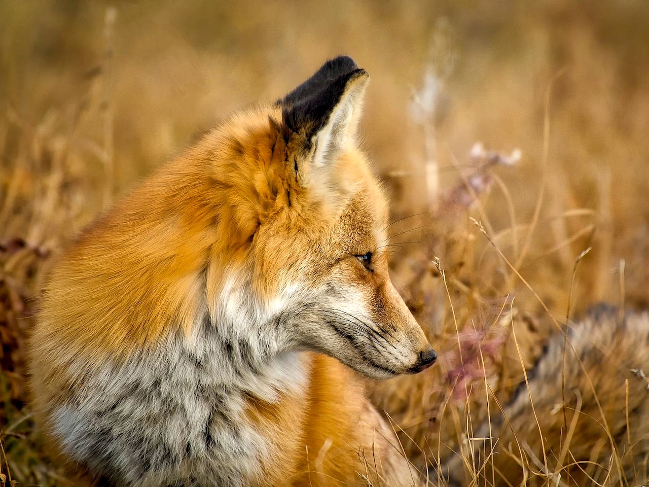 Wildtierpark Fuchs