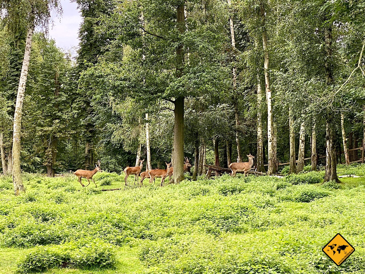 Wildwald Rehe Hirsche