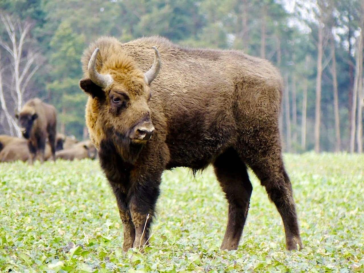 Wisent Wildgehege