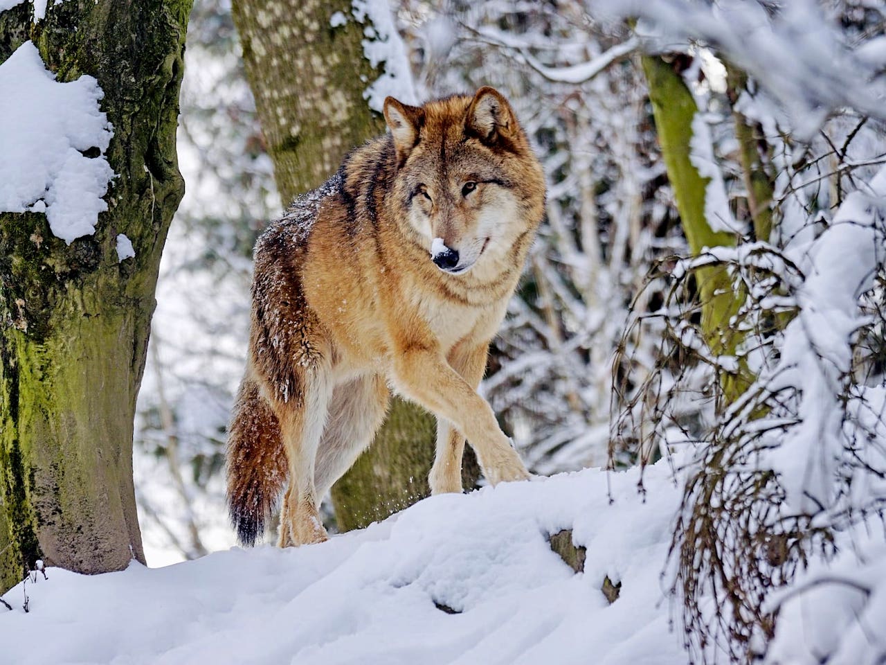 Wolf Wildpark Schnee