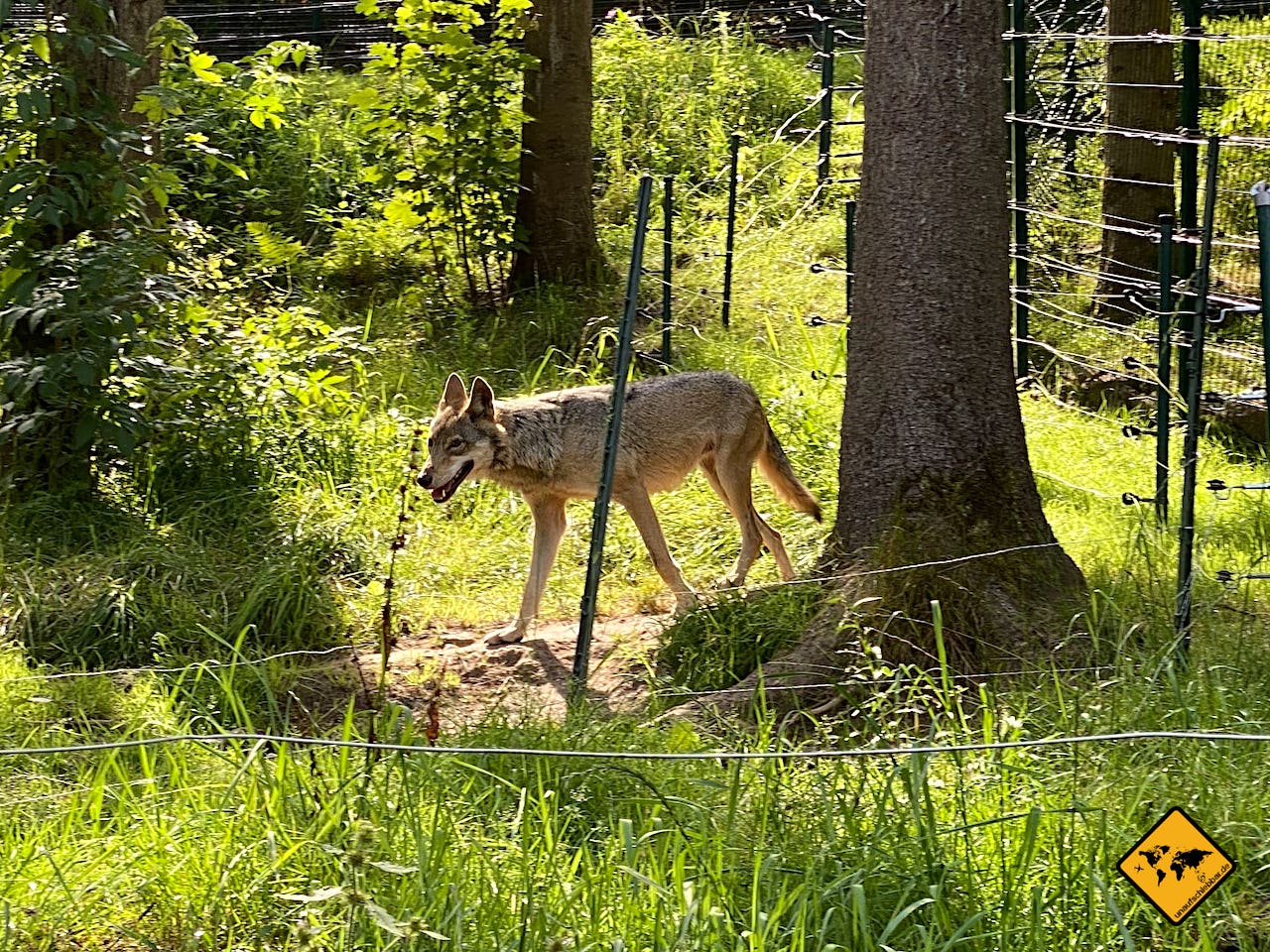 Wolf Wildpark Schwarzwald Alternativer Wolf- und Bärenpark