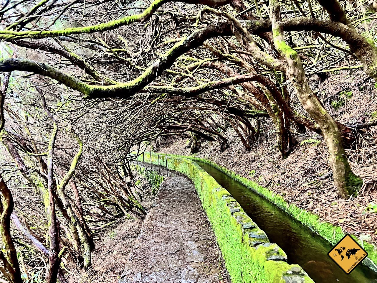 Baumtunnel Wanderung Madeira