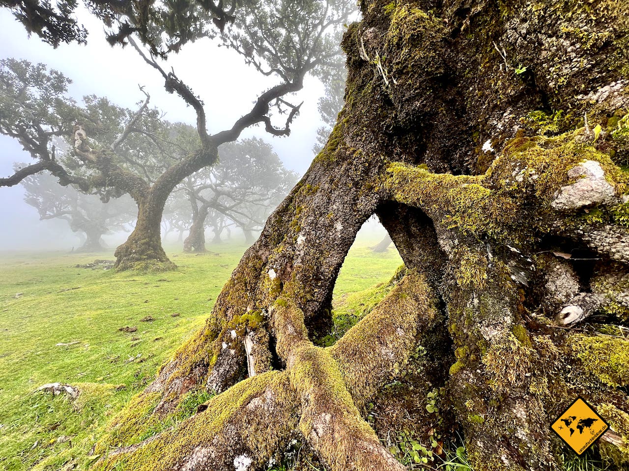 Madeira wandern Lorbeerwald Fanal