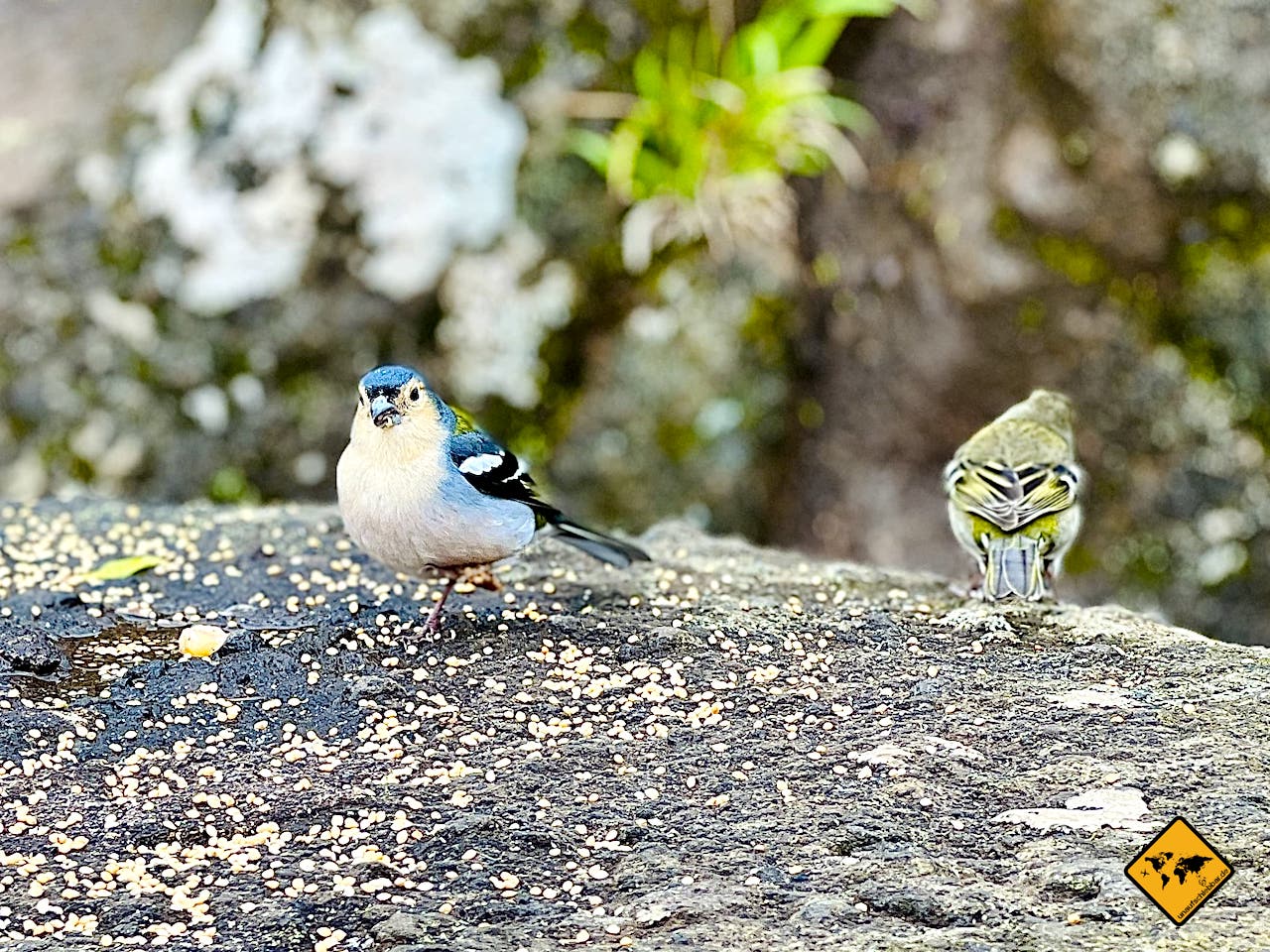 Vögel Aussichtspunkt Balcões