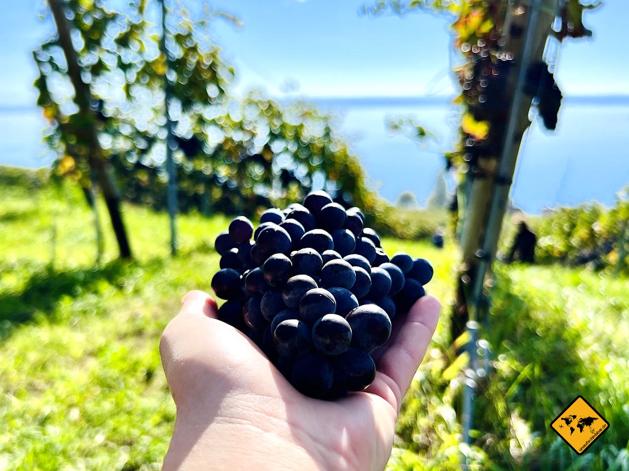 Landschaftsfoto Weinreben