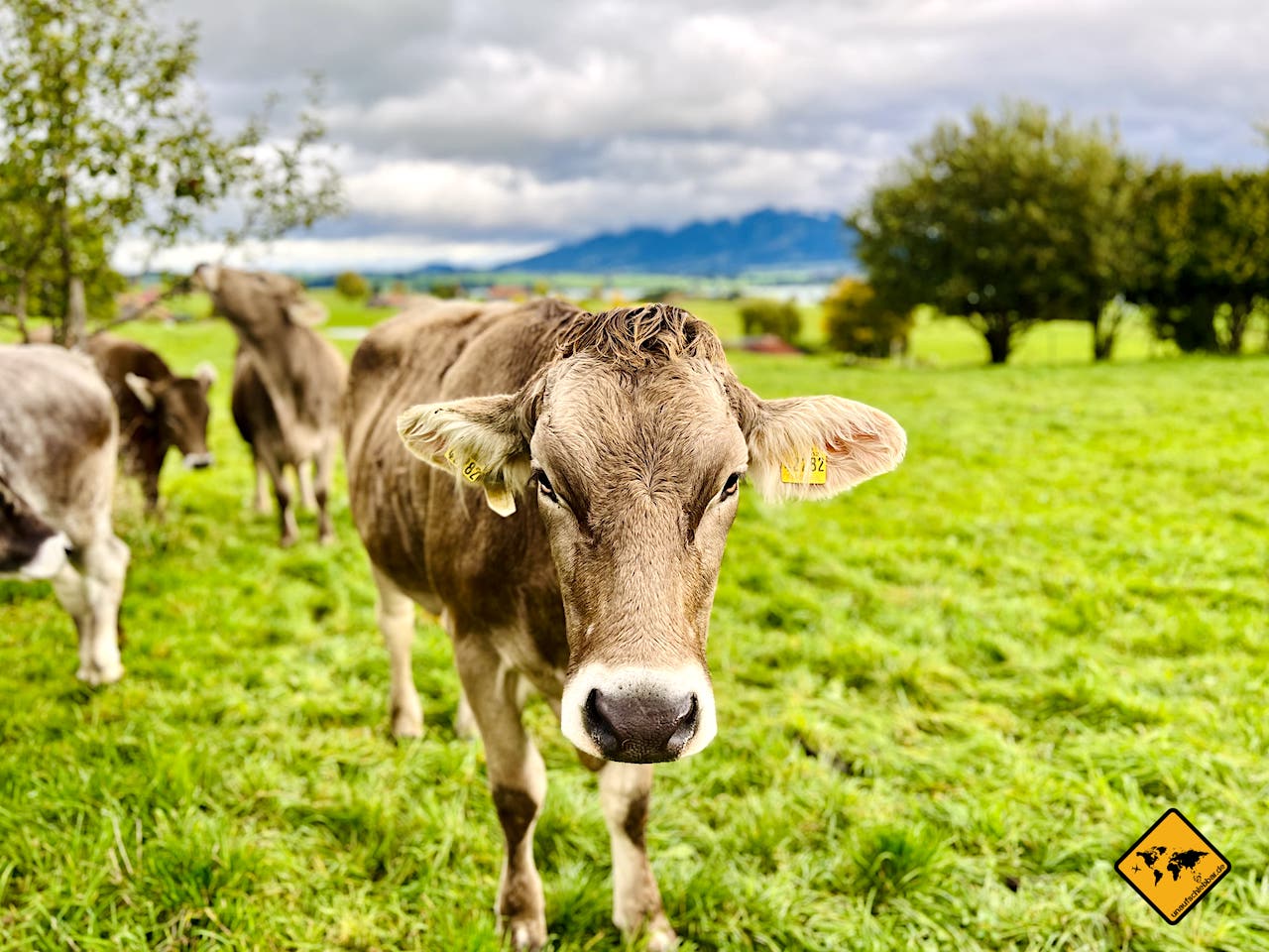 Landschaftsfotografie Kuh Allgäu