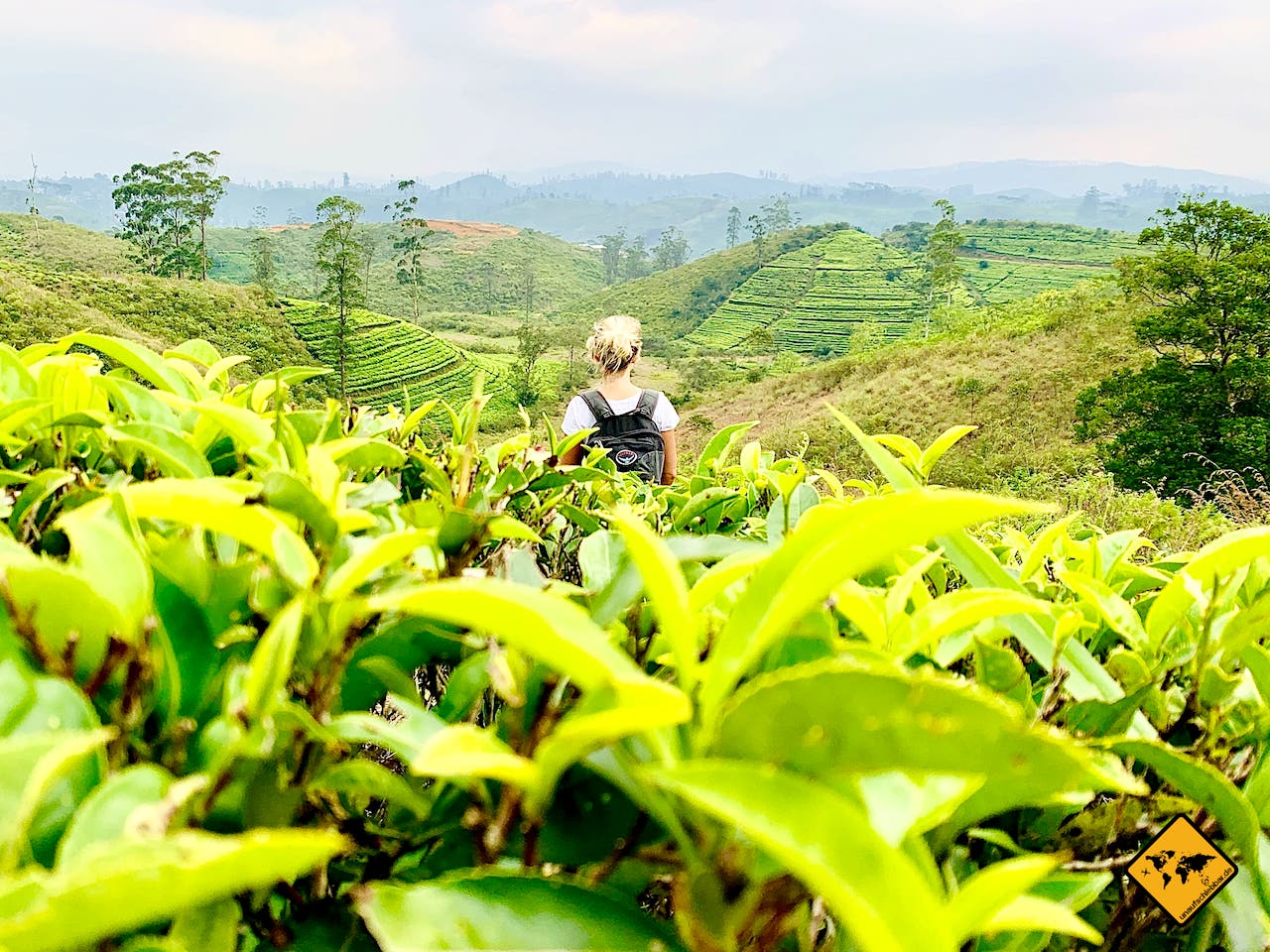 Landschaftsfotografie Sri Lanka Teeplantage