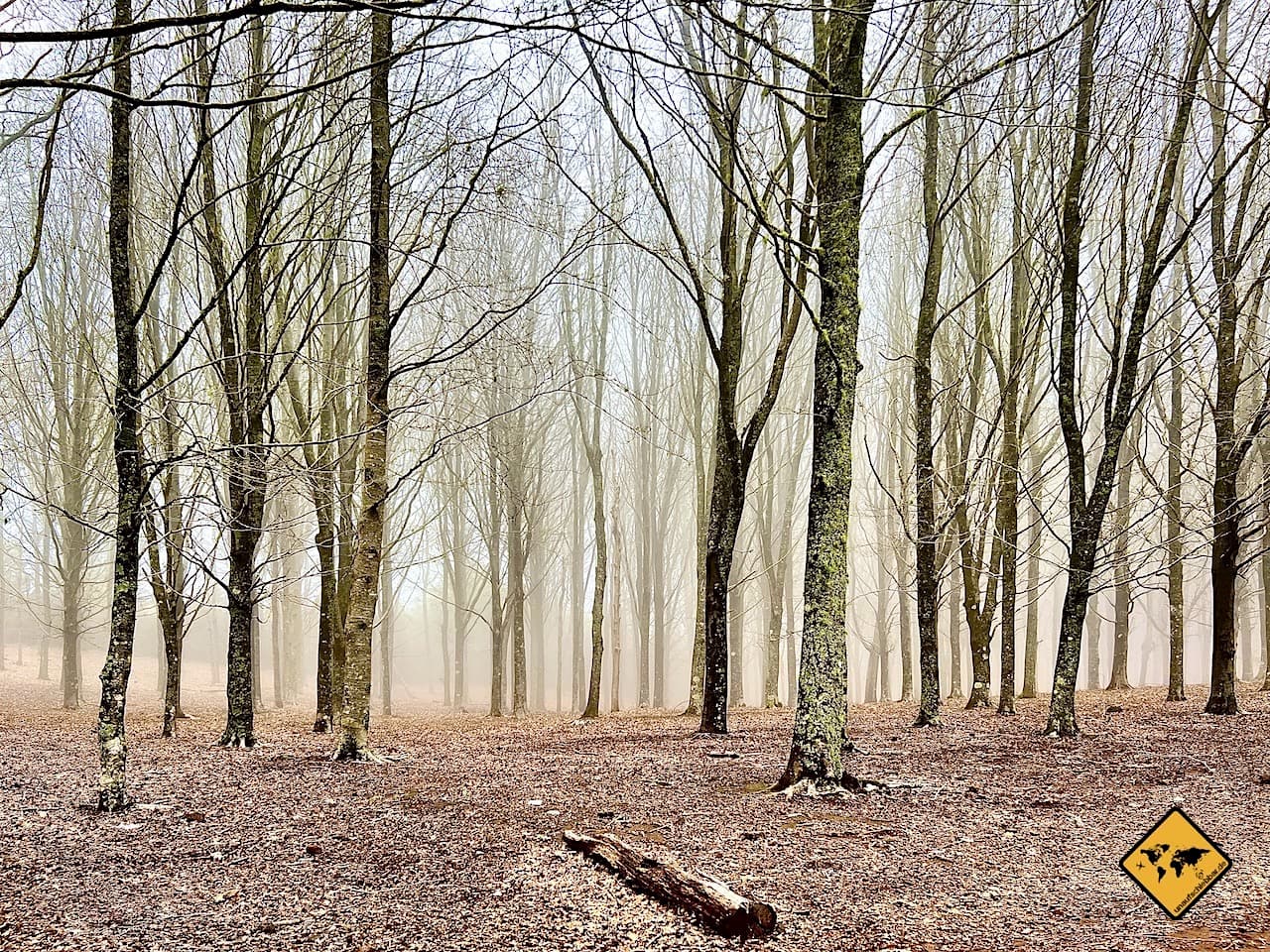 Landschaftsfotografie Wald Nebel