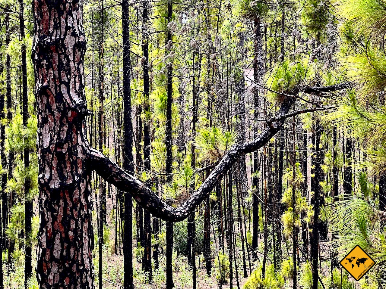 Landschaftsfotografie Wald Symmetriebruch