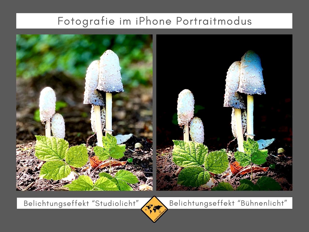 Pilze iPhone Portraitfoto Belichtungseffekte
