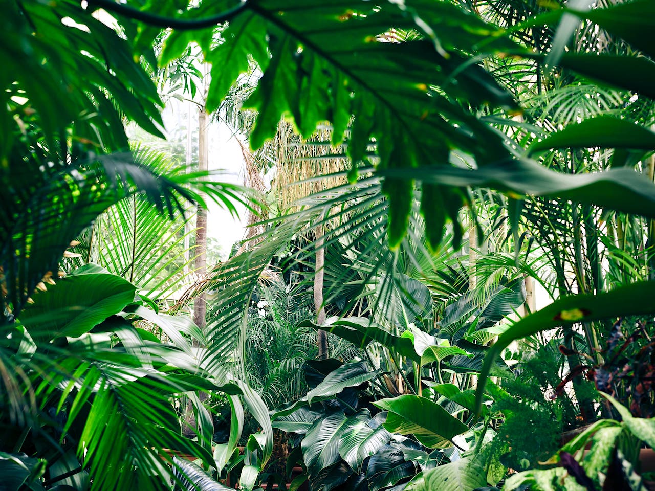 Indoor-Regenwald Badewelt