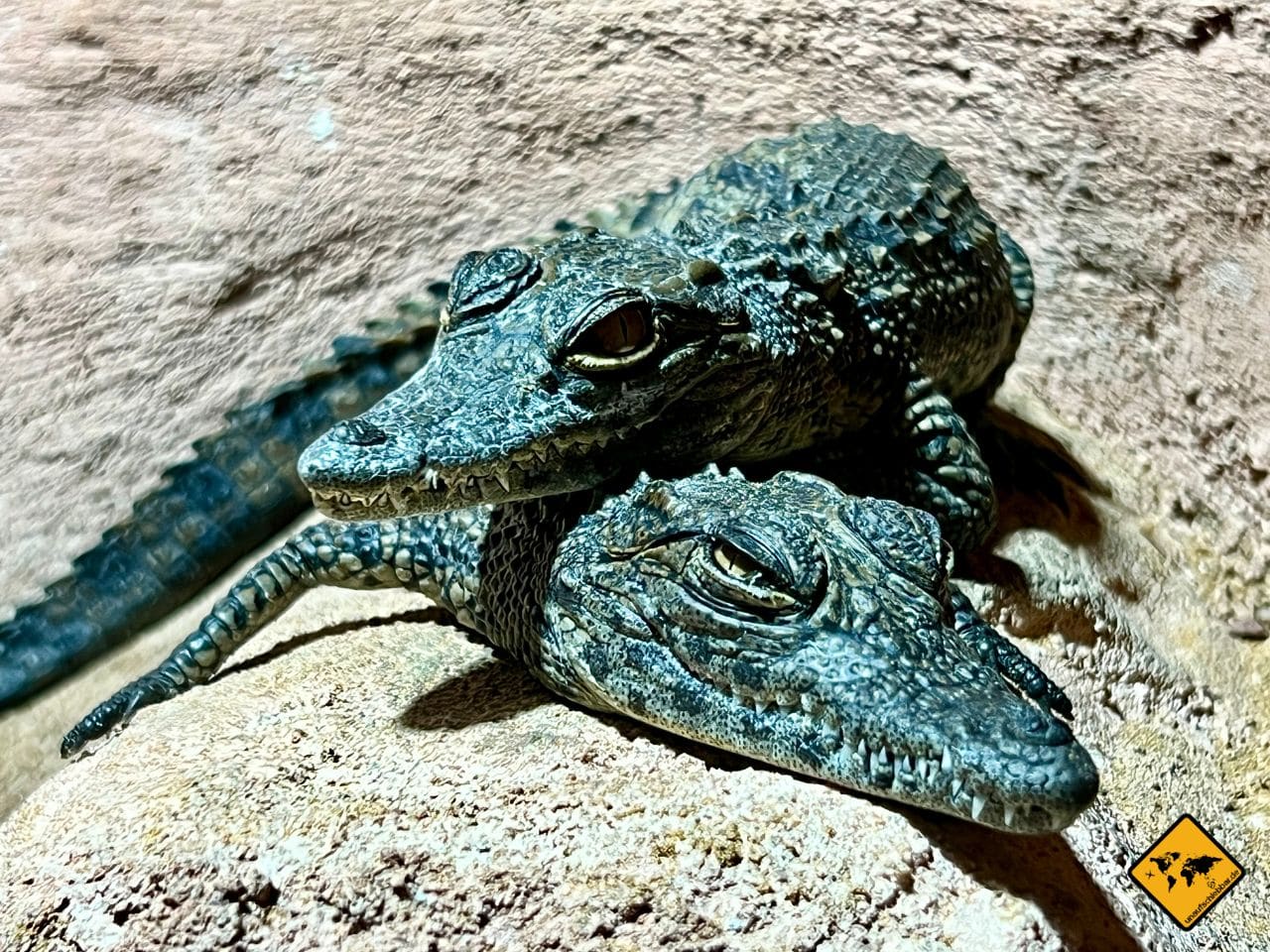 Babykrokodile Marokko Agadir