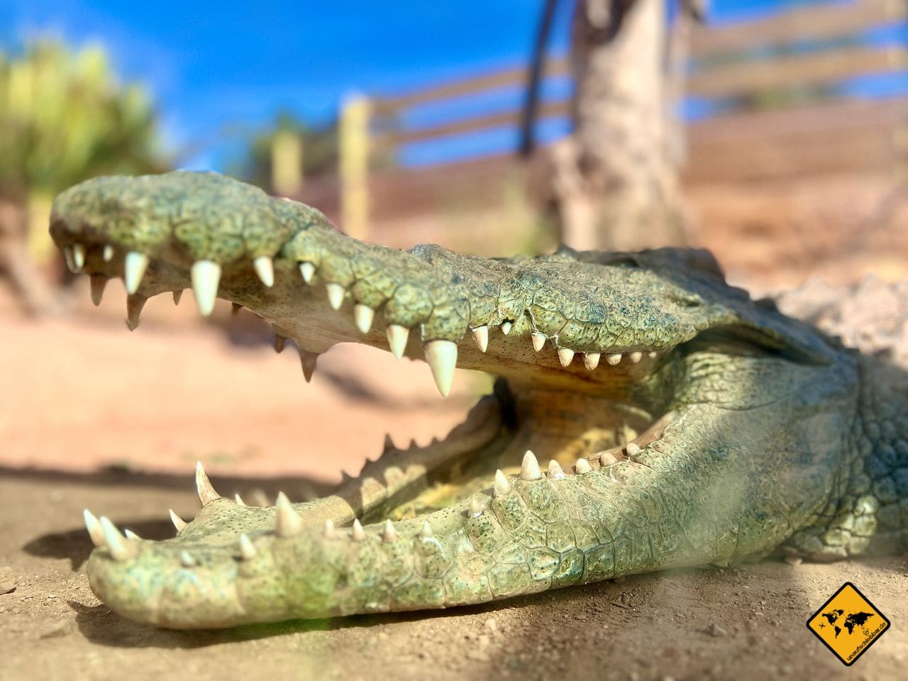 Crocoparc Agadir Marokko Krokodil