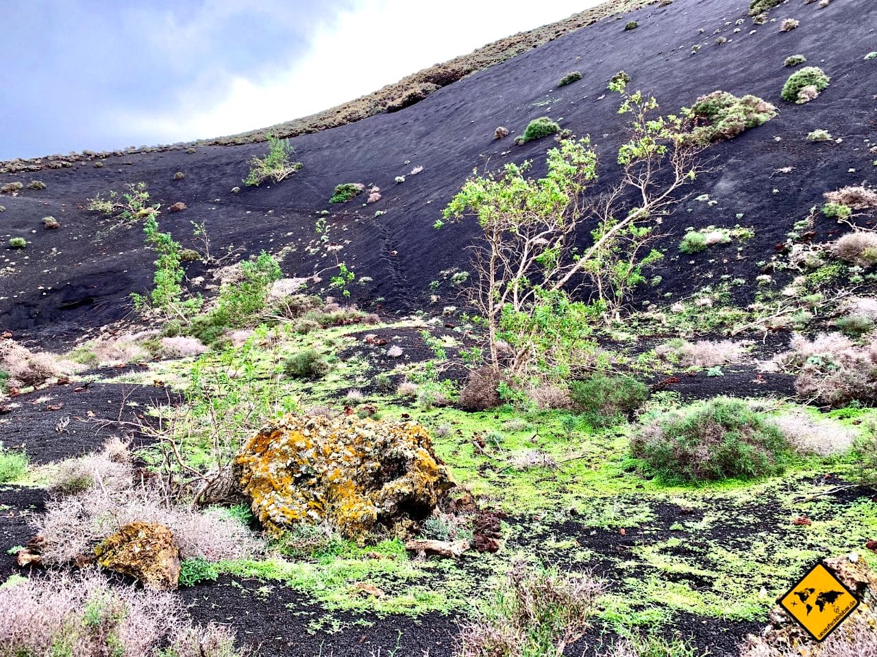 Vulkan Lanzarote Pflanzen