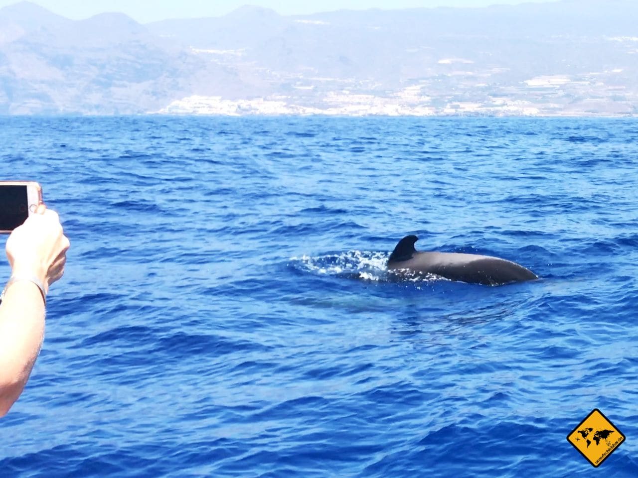 Teneriffa im Oktober Whale Watching