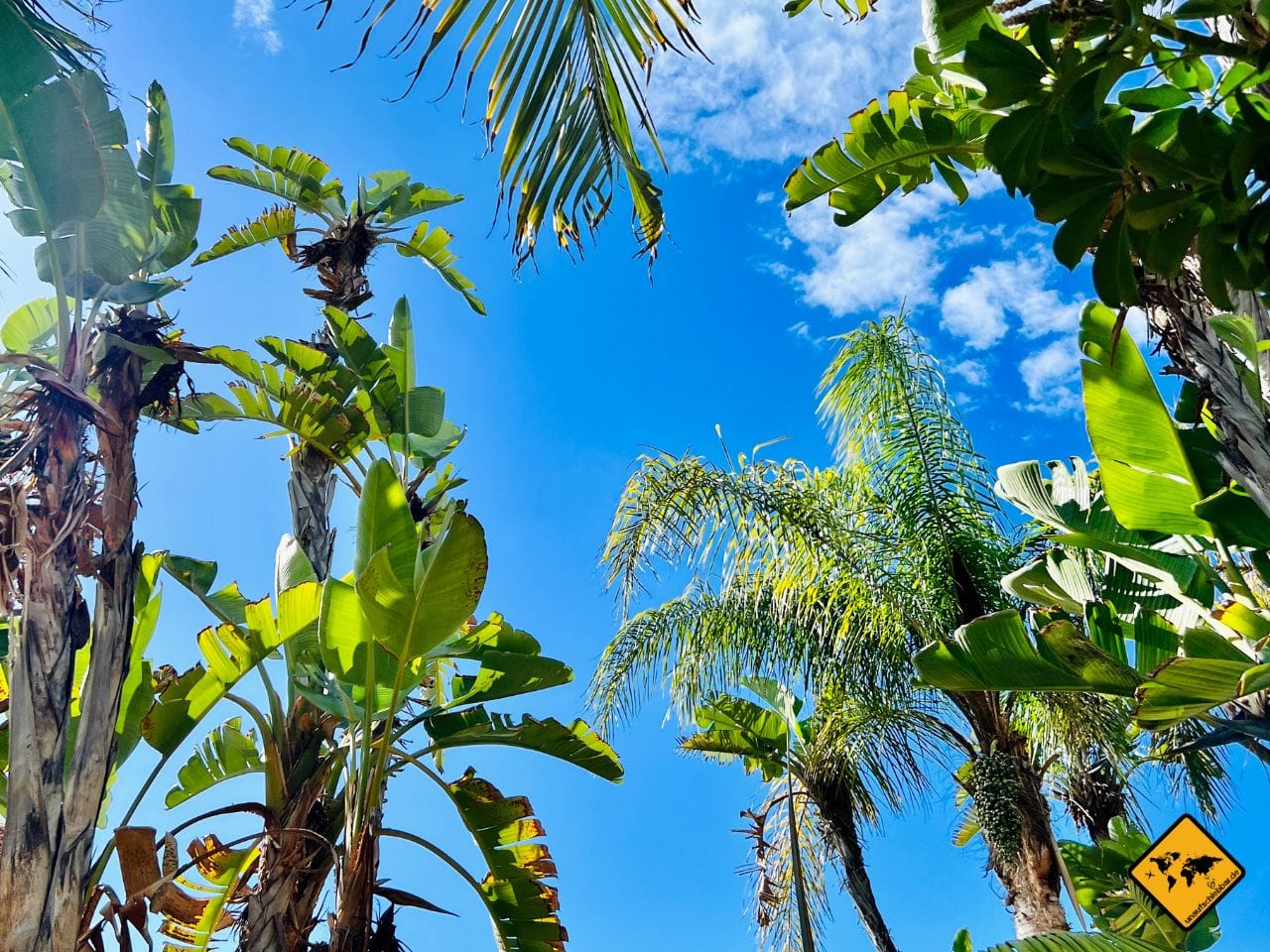 Wetter Teneriffa Januar blauer Himmel Palmen