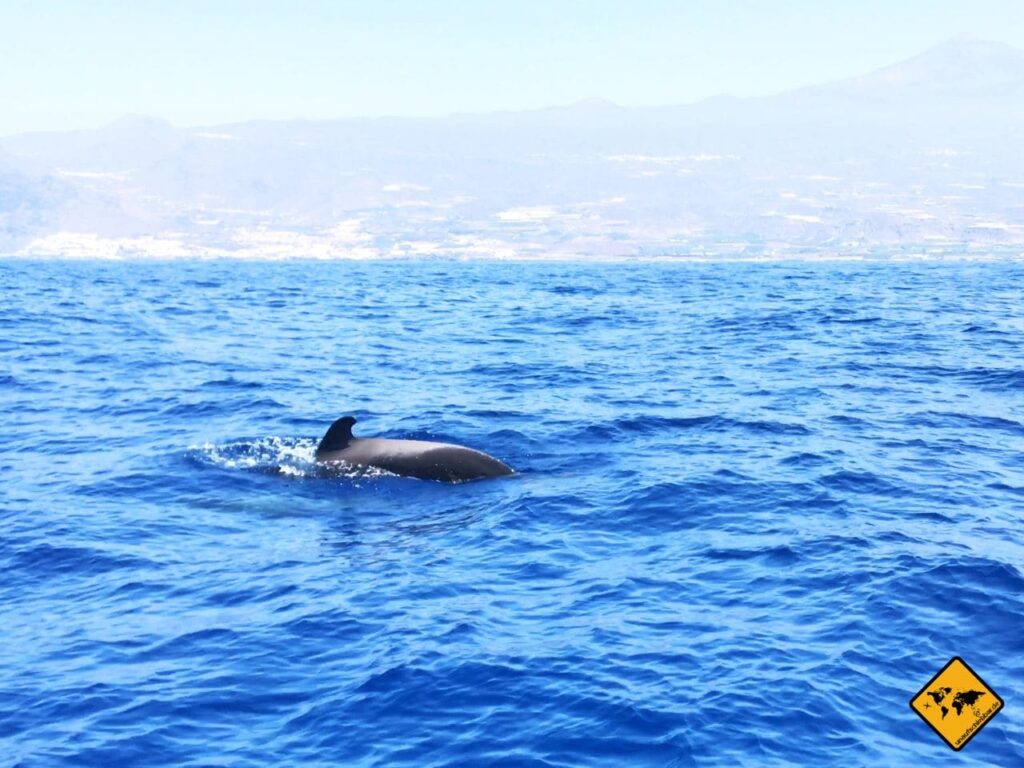 Teneriffa im November Erfahrungen zum Wetter & Klima