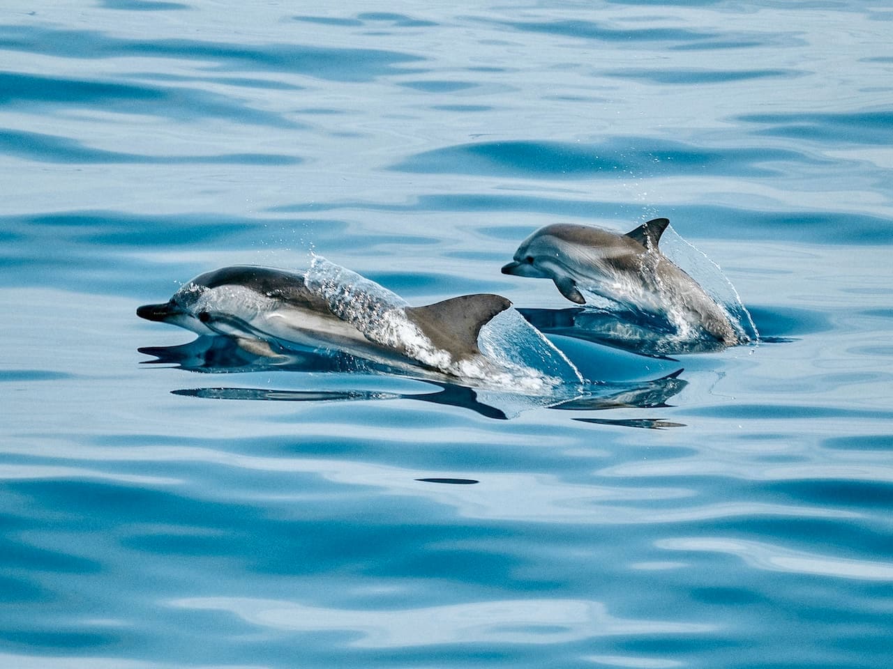 Delfine Gran Canaria Atlantik