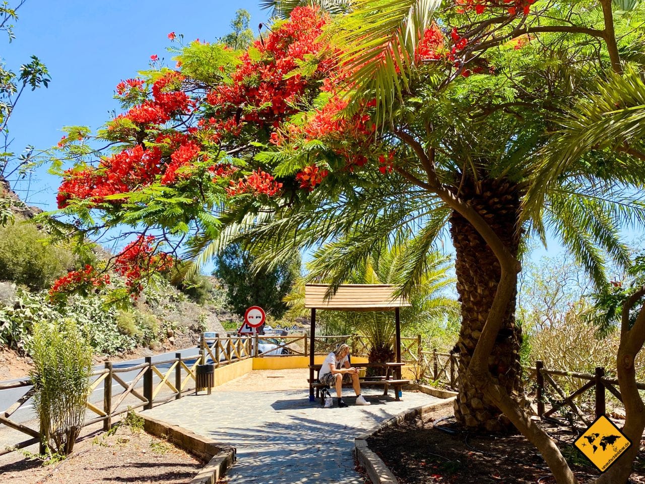 August Gran Canaria Flammenbaum