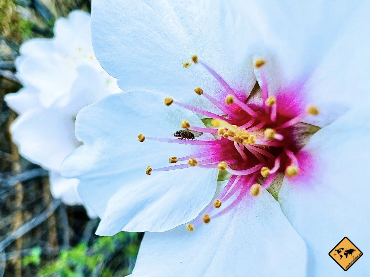 Gran Canaria im Februar Mandelblüte