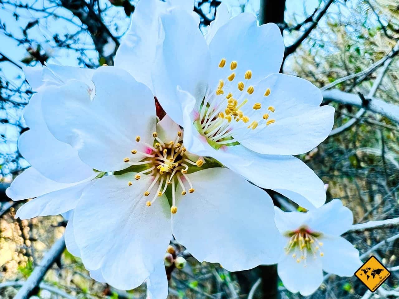 Mandelblüte Gran Canaria Februar