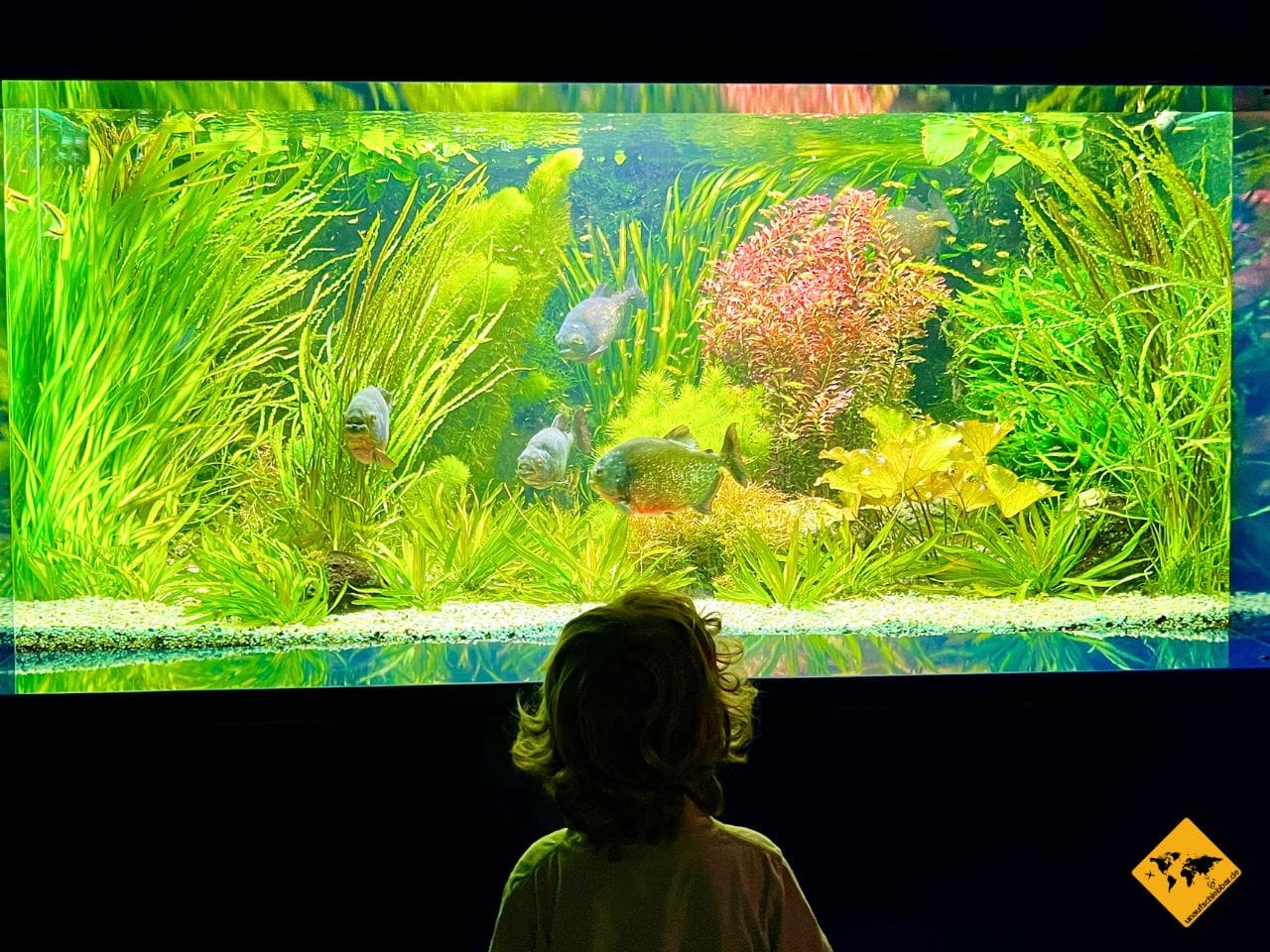 Aquarium Landesmuseum