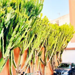 Cactus Tenerife